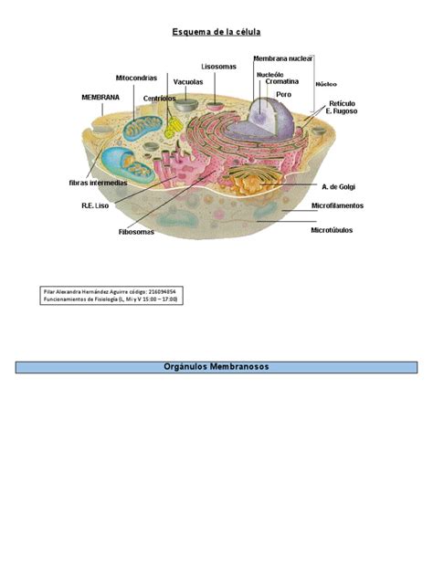 Esquema De La Célula Pdf Retículo Endoplásmico Citoplasma