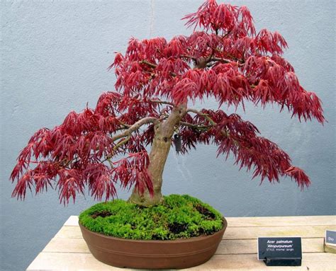 Red Lace Leaf Japanese Maple 30 Seeds - Acer Palmatum Atropurpureum ...