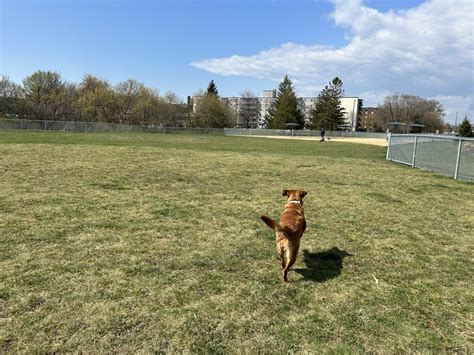 Cordova Valley Off Leash Dog Park Oshawa Everything Dogca