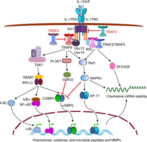 Trafs In Signaling By Il 17r Upon Ligand Binding Hete Open I