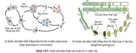 Lý thuyết sinh sản ở vi sinh vật nhân thực sinh 10