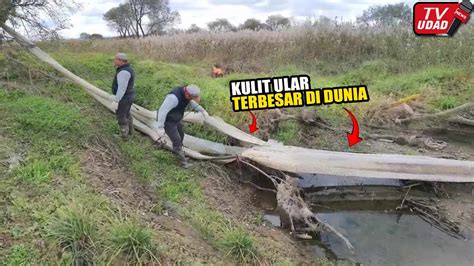 Viral Pria Temukan Kulit Ular Raksasa Puluhan Meter Di Pinggir Sungai