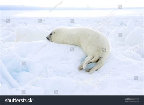 Harp Seal Pups Stock Photo 260379737 | Shutterstock