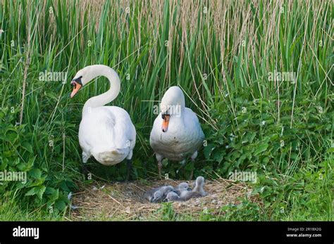 Mute Swan Cygnus Olor Adult Pair At Nest With Day Old Cygnets Cley