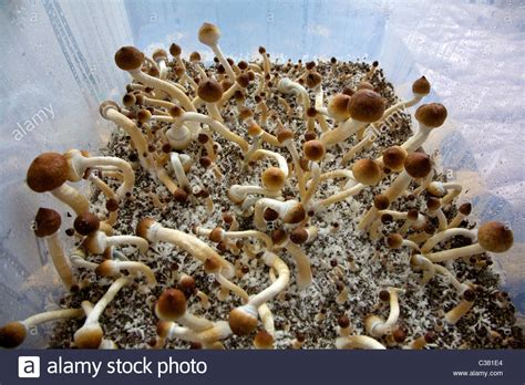 Ecuadorian Psilocybe Cubensis mushrooms growing in a terrarium in Stock ...