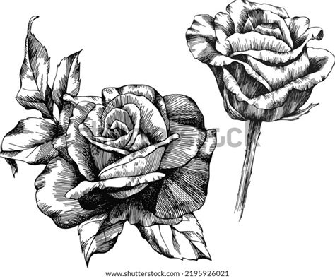 Rose Flower Outline Vector Hand Drawn Stock Vector (Royalty Free ...