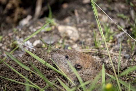 Northern Pocket Gopher Thomomys Talpoides Rocky Mountain Flickr