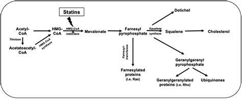 Frontiers Hydrophilic Or Lipophilic Statins