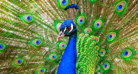 122 Perfect Peacock Names for your Beautiful Birds