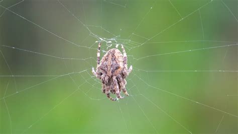 Araneus ventricosus from 中国北京市昌平区 on September 10 2023 at 12 49 PM by