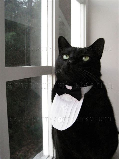 Classic Wedding - Cat Tuxedo - Classic Black Tie #2214553 - Weddbook