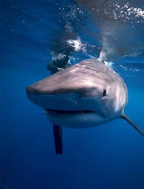 Watch Terrifying Moment Giant Deadly Tiger Shark Stalks Helpless Diver