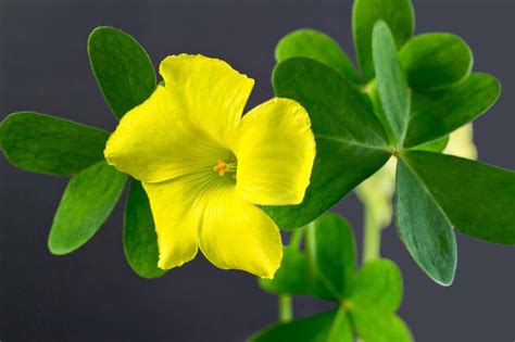 100 Yellow Wood Sorrel Seeds