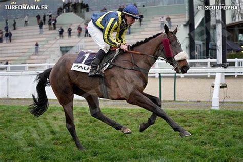 BARON ZANZI Cheval Retrouvez Toutes Les Performances De BARON ZANZI