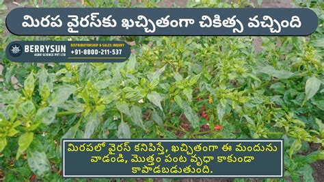 22. VC-100: మిరపలో వైరస్ కనిపిస్తే, ఖచ్చితంగా ఈ మందును వాడండి, మొత్తం ...