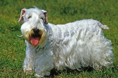 Les chiens frisés ou bouclés particularités plus belles races