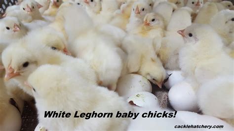 White Leghorn Chickens Baby Chicks For Sale Cackle Hatchery