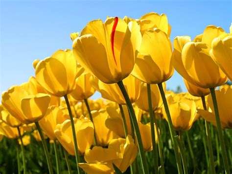 Windows 7 Tulips Background Screen 2816 Tulips Yellow Tulips Flowers