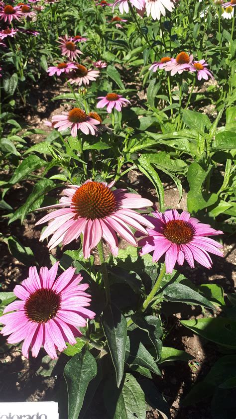 Echinacea Purpurea Prairie Splendor Compact Dark Rose ThinkPlants