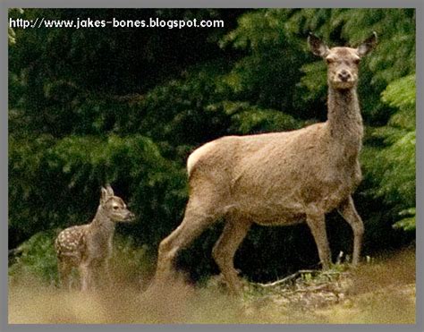 Baby red deer ! : Jake's Bones