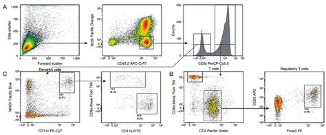 Multiparameter Analysis Of Murine Regulatory T Cells And Dendritic