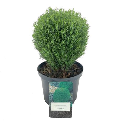 Thuja Occidentalis Teddy Plant Wholesale Floraccess