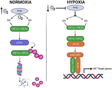 Inflammation X Mol