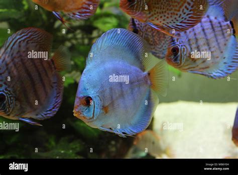 Blue Discus Symphysodon Aequifasciatus Stockfotos Und Bilder Kaufen