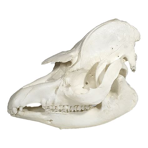 Replica Brazilian Tapir Skull — Skulls Unlimited International, Inc.