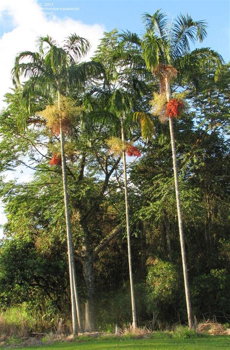 Plantfiles Pictures Carpentaria Palm Carpentaria Acuminata By