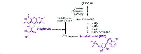 Pathways Leading To Production Of The Nucleotide Derived Compounds