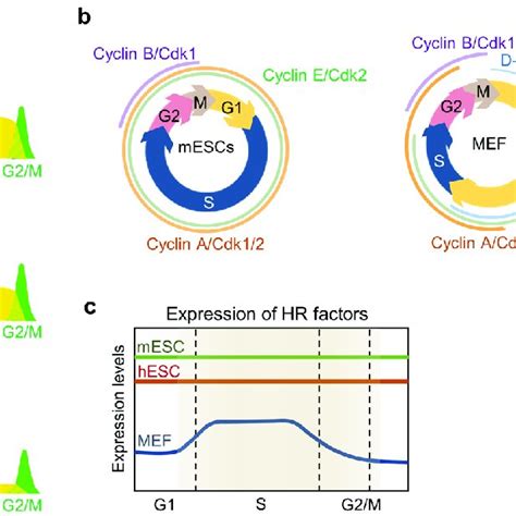 Pdf Maintenance Of Genome Integrity And Active Homologous