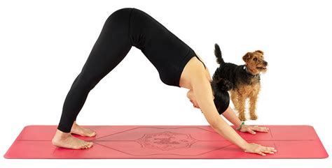 Dog Yoga Poses