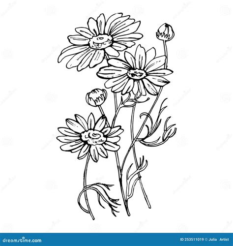 Doodle Hand Drawn Chamomile Flower Stock Vector Illustration Of Daisy