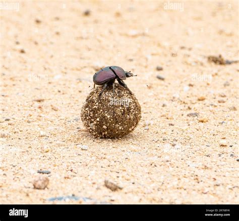 Dung Beetles Rolling A Dung Ball In Southern African Savannah Stock