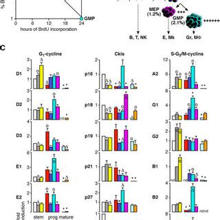 Proliferation Index And Status Of Cell Cycle Machinery During HSC