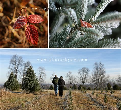 indiana PA christmas tree farm - Photos by Amanda Wilson