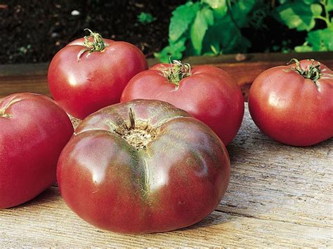 Tomato Varieties For Southwest Gardens Hgtv