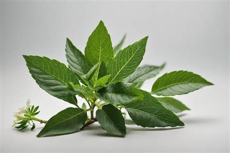 Premium Ai Image Neem Leaf Wonder Natural Beauty And Health Benefits