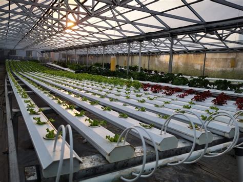 Greenhouse Pt Arana Agroteknologi Indonesia