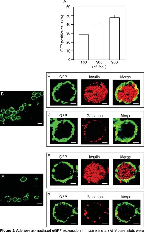 Figure 2 From Efficient And Controlled Gene Expression In Mouse