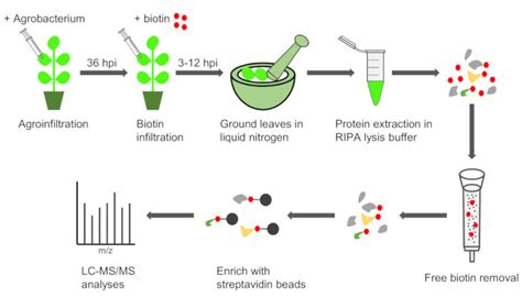 Overview Of The Turboid Based Pl Method In N Benthamiana