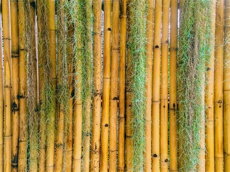 100 Bamboo Forest Wallpapers Wallpapers