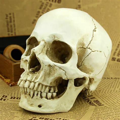 Life Size Human Skull Resin Replica Model Anatomical Realistic