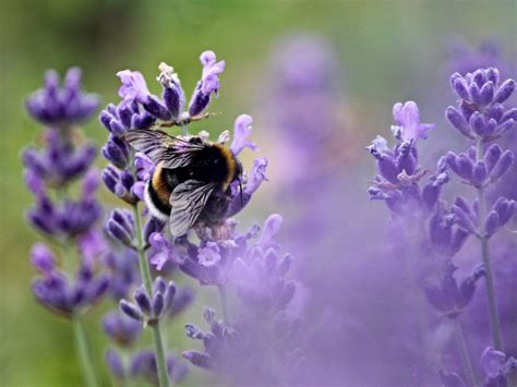 Write to your MP: Neonics approval and parliamentary debate on bee