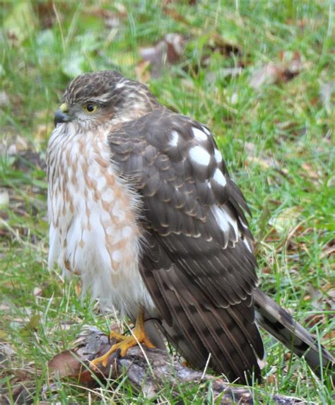 Coopers Hawk Feederwatch