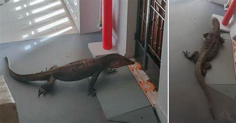 Mothership On Twitter Huge Ass Monitor Lizard Visits Bedok North HDB