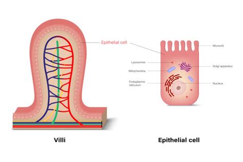 Microvillus Illustraties en vectorbeelden - iStock