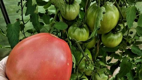 Первый раз вырастила томаты сорта Фиделио. Оцениваю урожайность и вкус ...