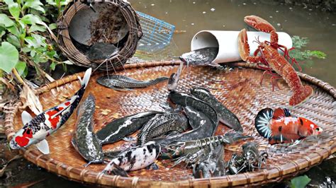 Menemukan Perangkap Dan Mencari Lobster Ikan Cupang Asli Dan Ikan Koi